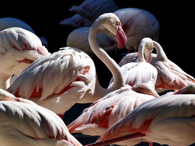 Miljøvenlig opbevaring: Flamingokasser som bæredygtigt alternativ